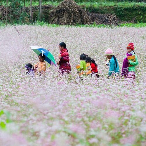 Ha Giang Loop Vietnam tours from Hanoi Best things to do in Hagiang Homestay Hostel Dong Van Meo Vac Lung Cu Ma Pi Leng Tam Giac Mach Mu Cang Chai